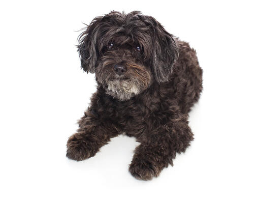 Maltipoo schnauzer best sale